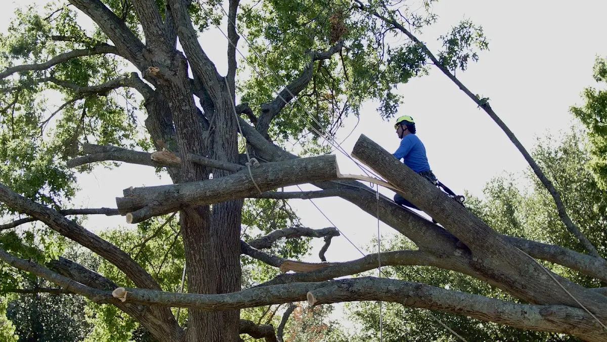 Professional Crown Thinning performed by certified arborists in Naponee